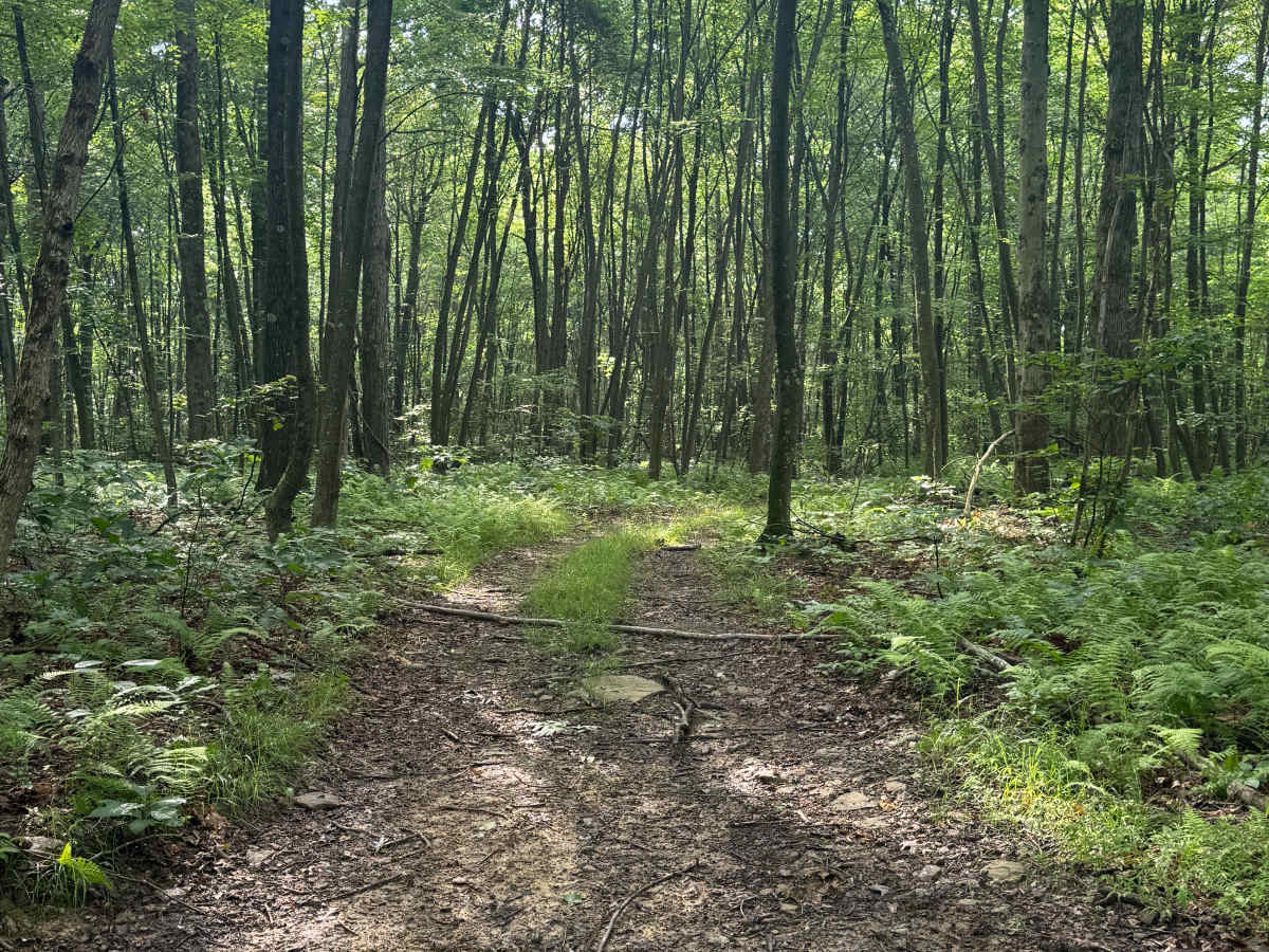 Trail 60 photo 2