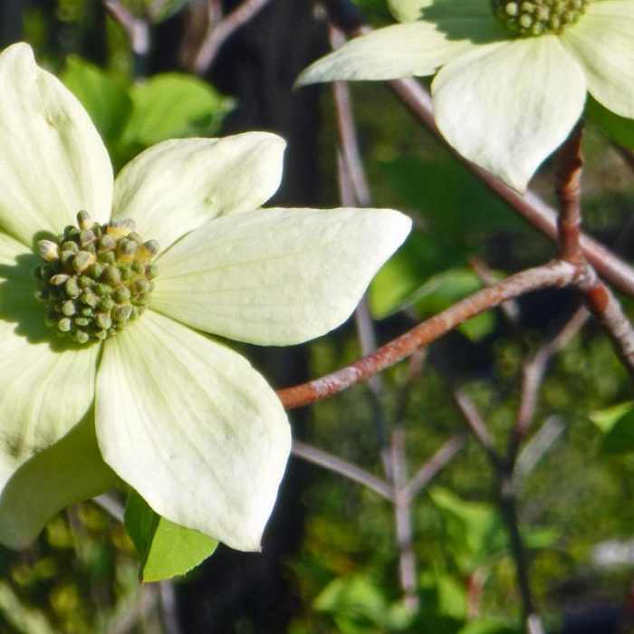Near Chetco River Hike via Babyfoot Lake Trailhead