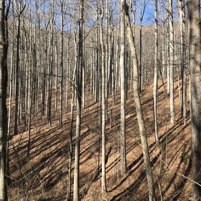 Near Twisted Vine Trail