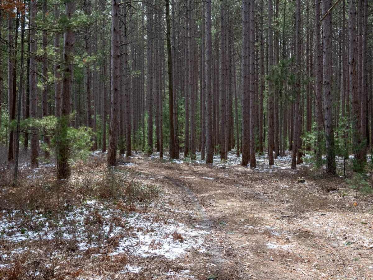 FS 5746 trail photo