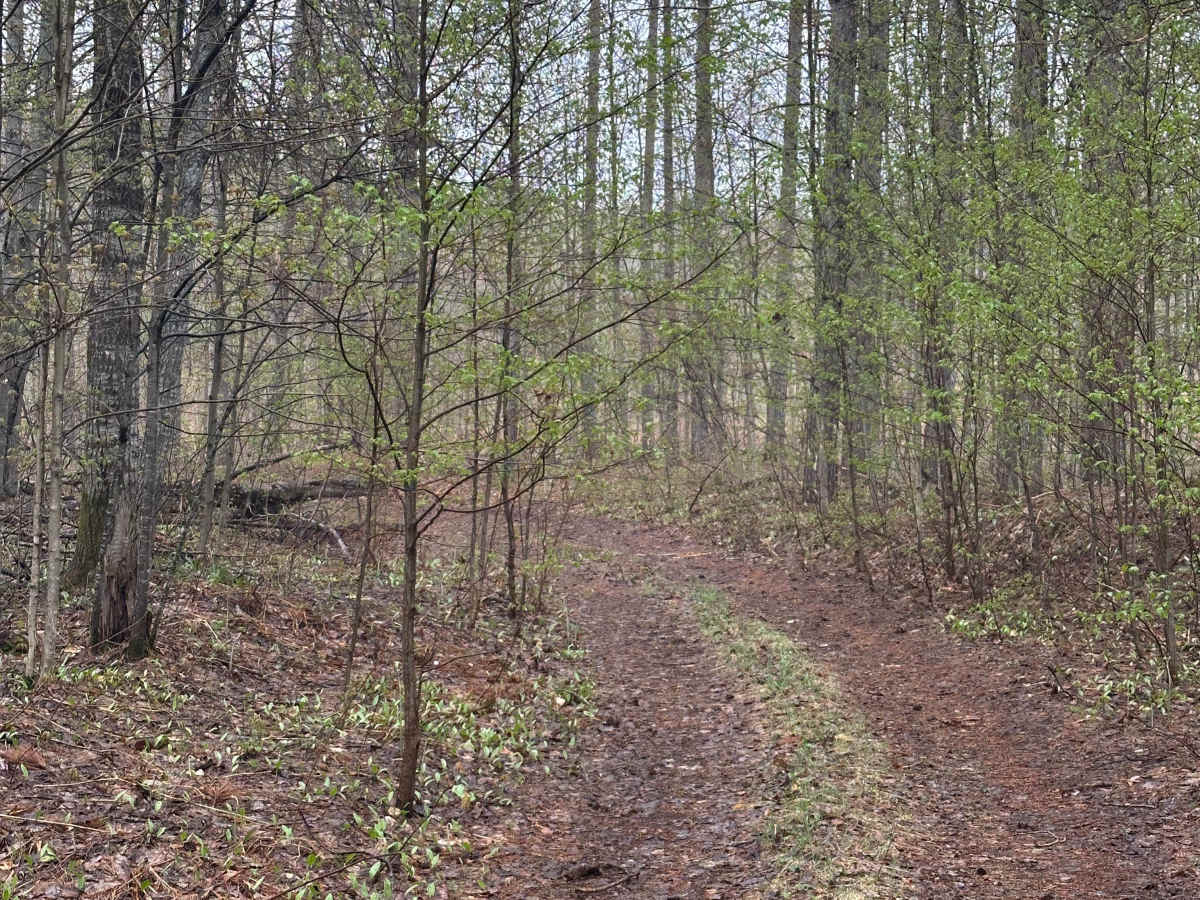 Bebb Road photo 4