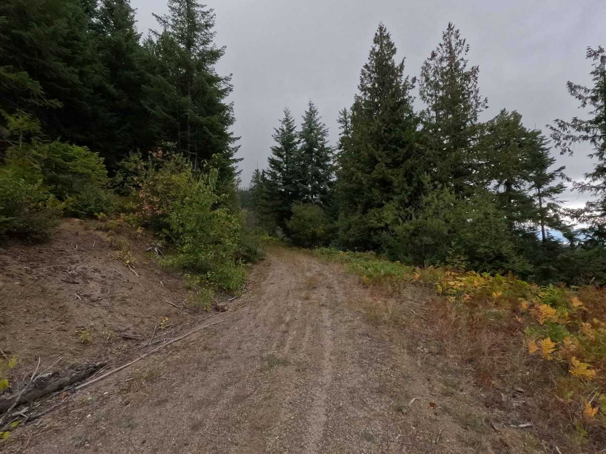 Blue Grouse - FS 460 photo 6