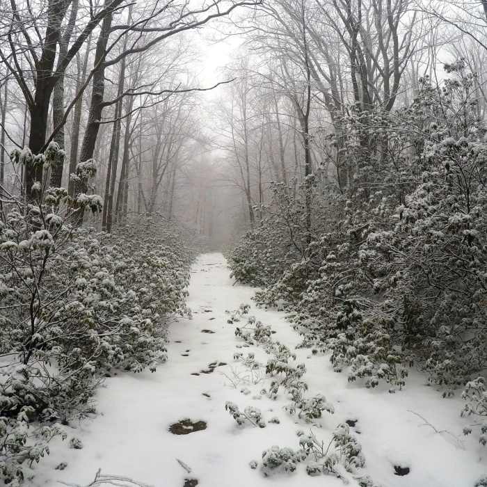 Near North Country Trail (Allegheny National Forest Section)
