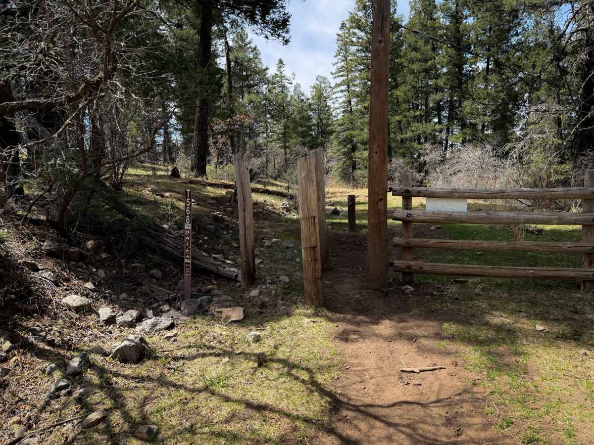 Pines South Trail  photo 2