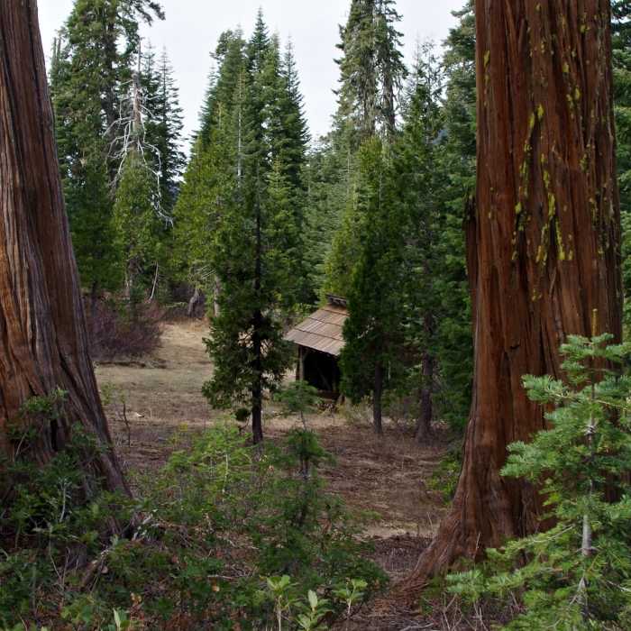 Near Sucker Creek Trail #1237