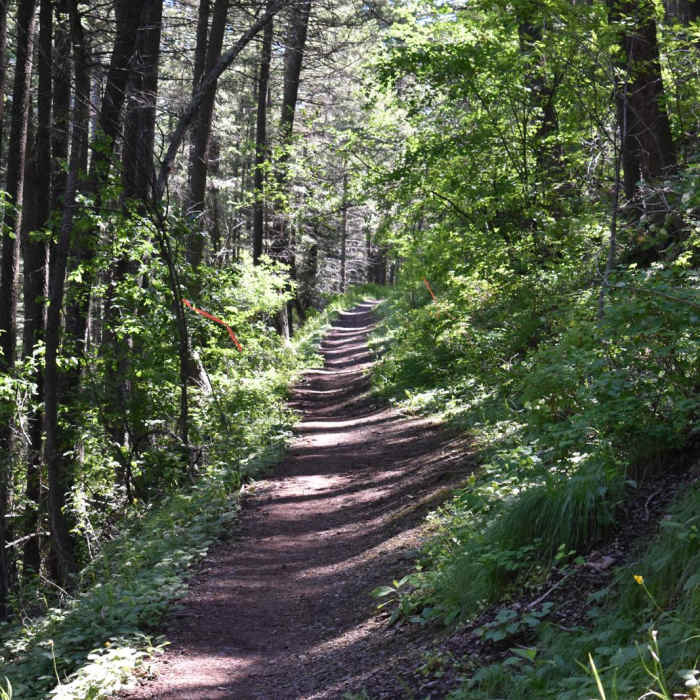 Near University Mountain via Kim Williams Trail