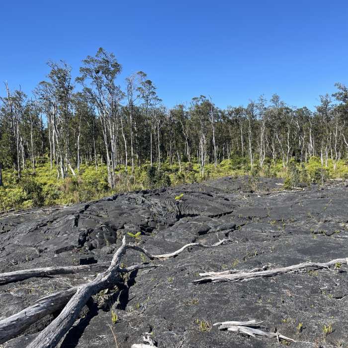 Near Kahauale'a Trail