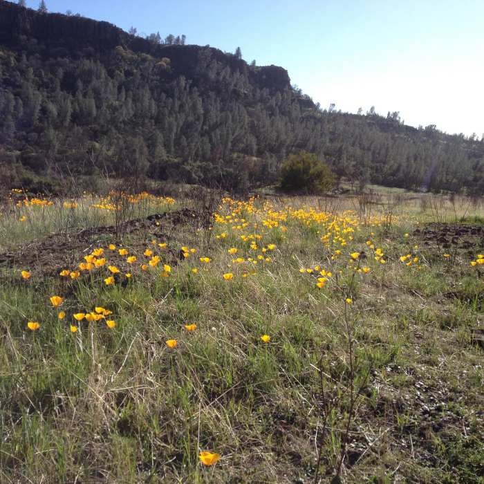 Near Annie Bidwell Trail