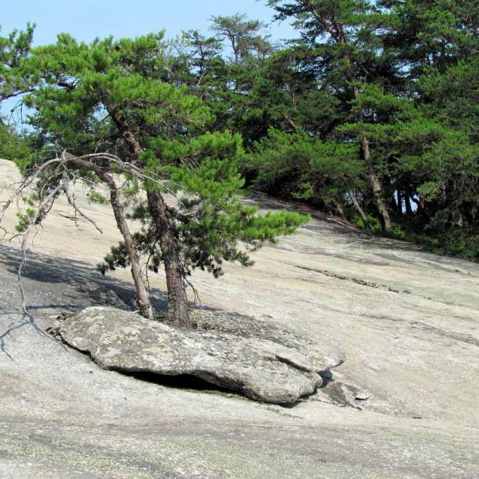 An incredibly persistent tree grows along the way. Near Cedar Rock Trail