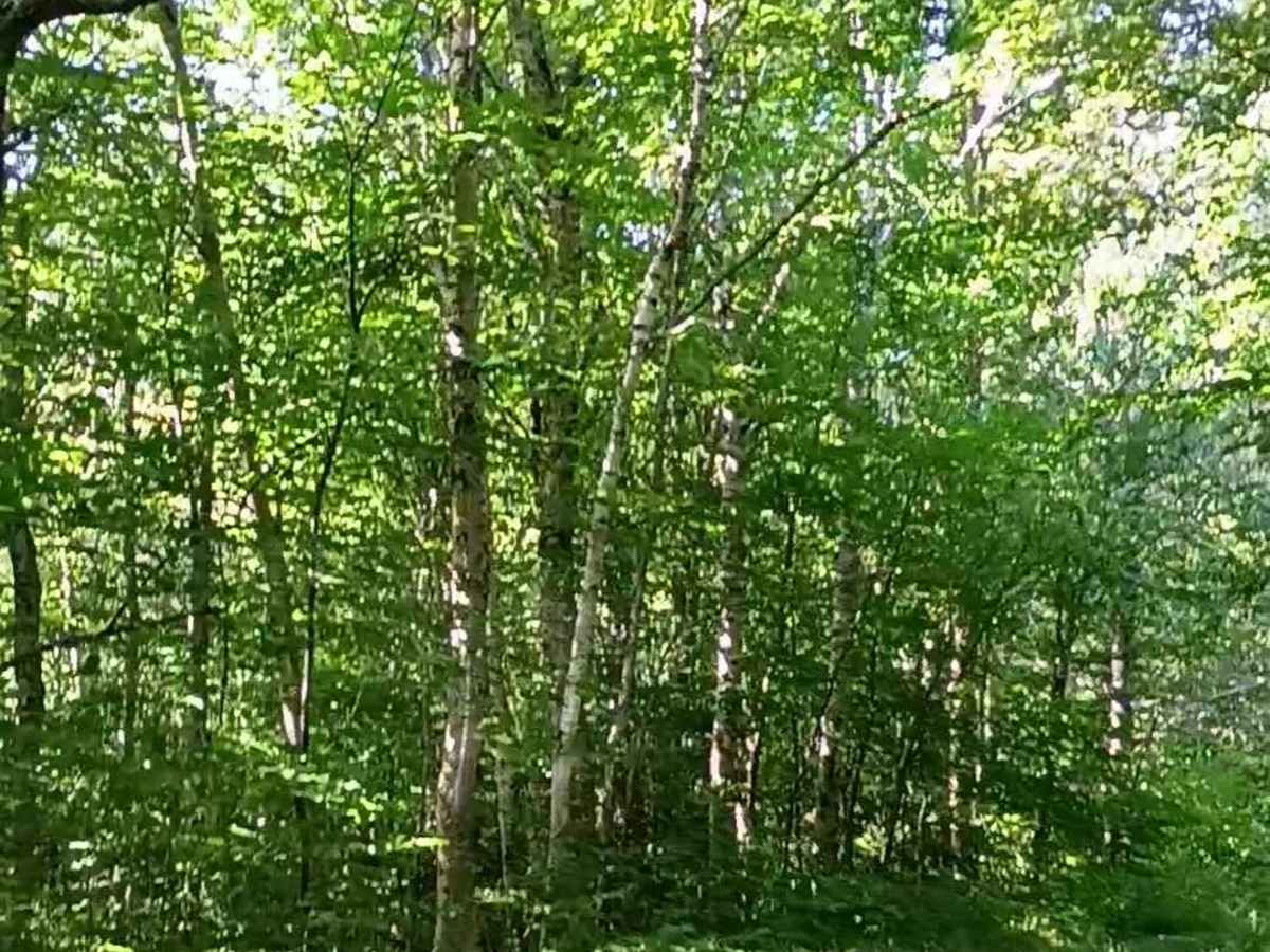 Lincoln Gap Trail photo 5