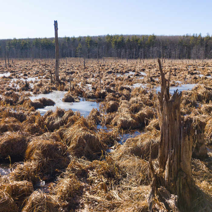 Near Savage Hill Wildlife Management Area