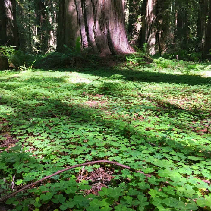 Near Founders' Grove Nature Trail