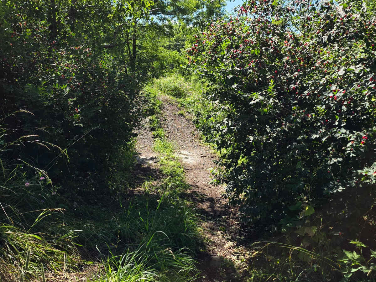 Single Track V photo 5