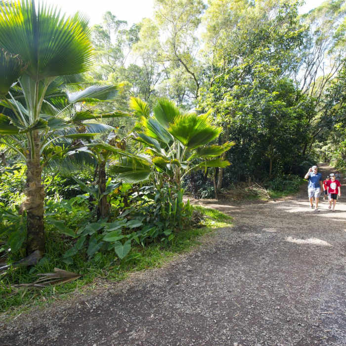 Near Twin Falls Hike + Wailele Farm