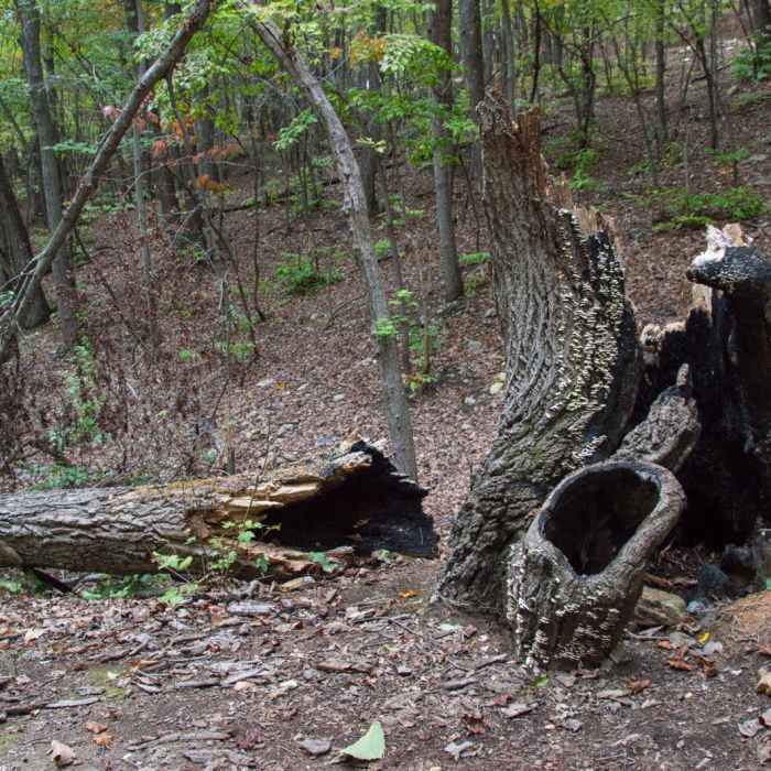 Near Eno River Loop + Overlook Near Eno River Loop + Overlook