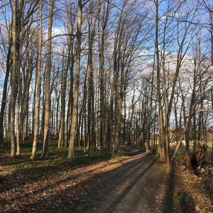 Peaceful in the woods on the Knox Trail. Near Knox Farm Medium Loop