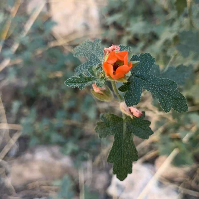 Near Peralta Trailhead to Roger's Trough