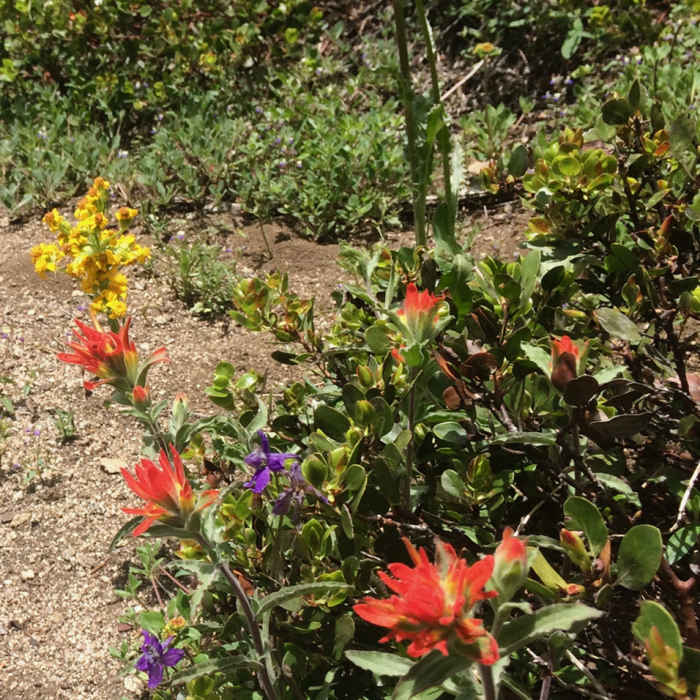Near Split Rock Trail