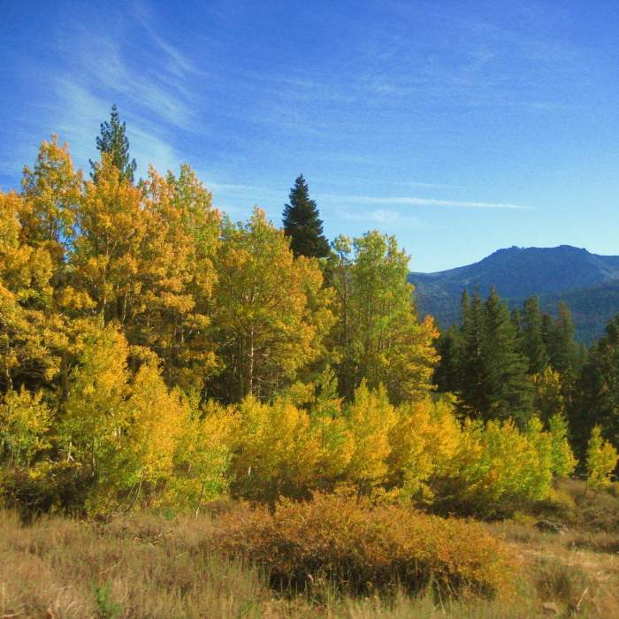 Near Showers Lake, Little Round Top peak from Schneider Cow Camp, hwy 88