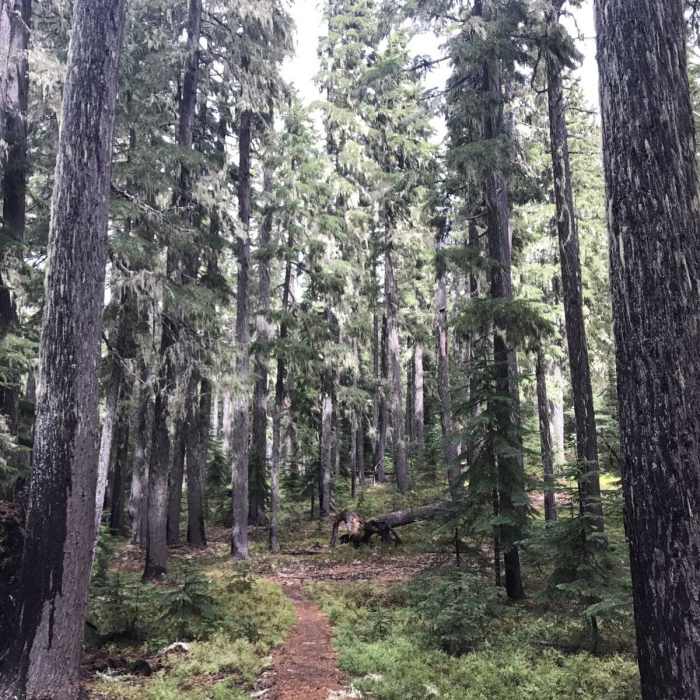 Near Pacific Crest Trail: Oregon Section D -- Highway 138 to Highway 58 (near Willamette Pass)