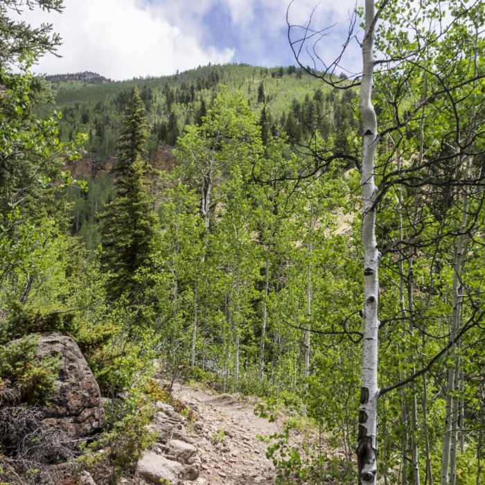 Near Miners Creek Trail