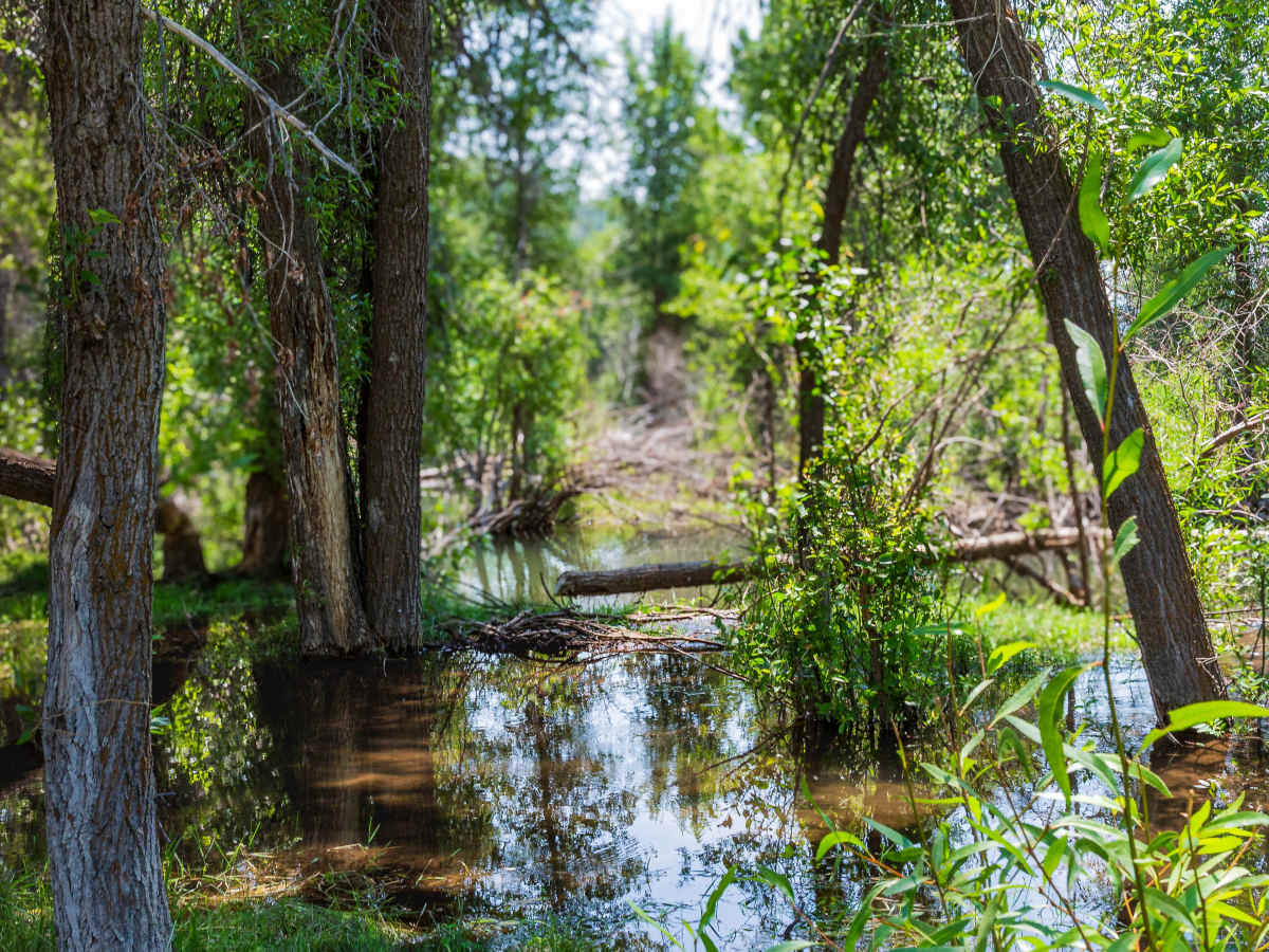 Left Fork Hobble Creek - FS 70147 photo 6