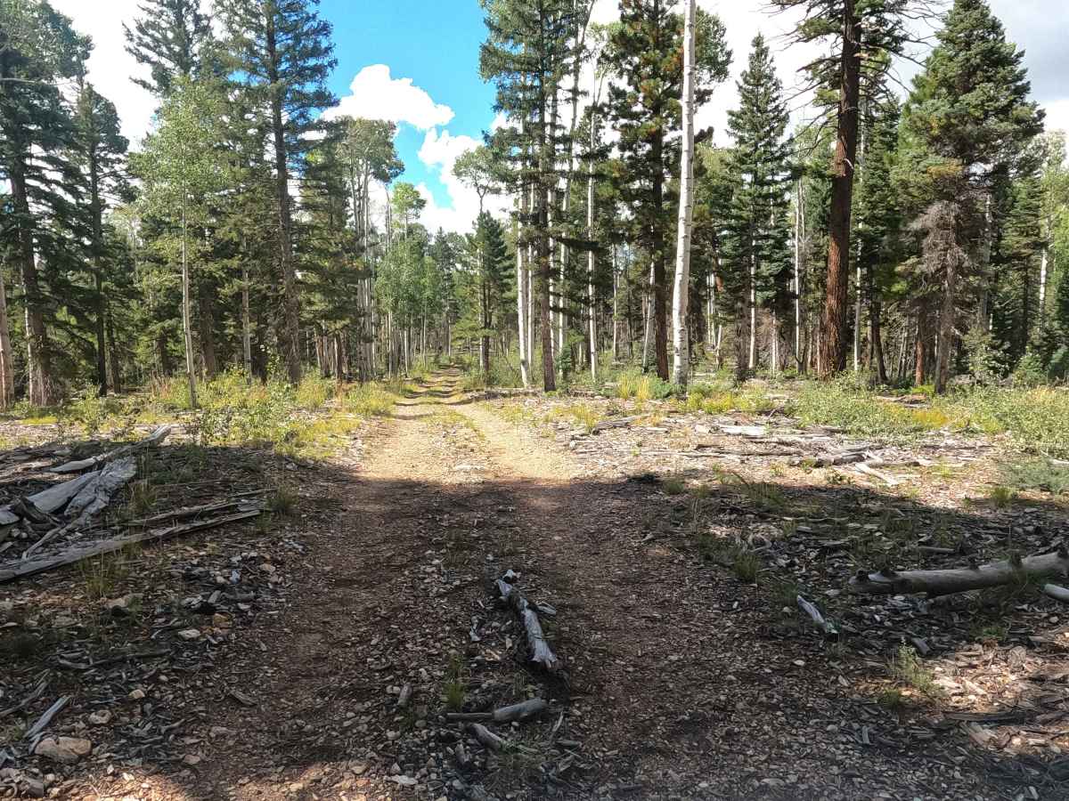 FS 4218 trail photo