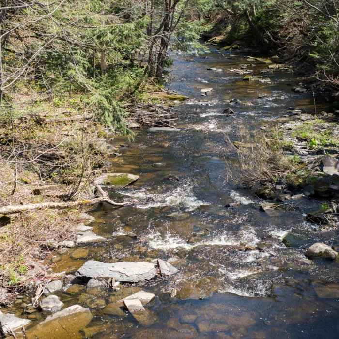 Near Whetstone Gulf Rim Trail Near Whetstone Gulf Rim Trail