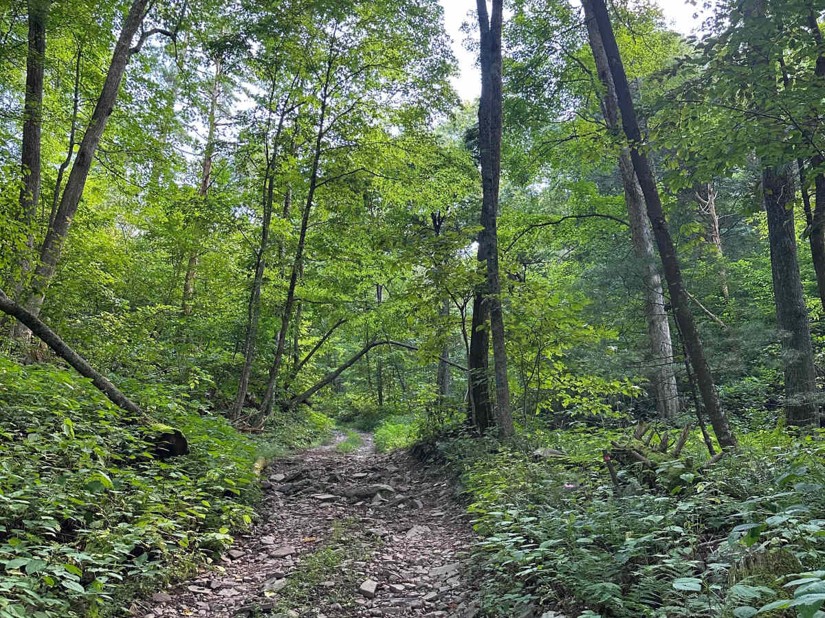 Old Man Run - FS 1117 trail photo