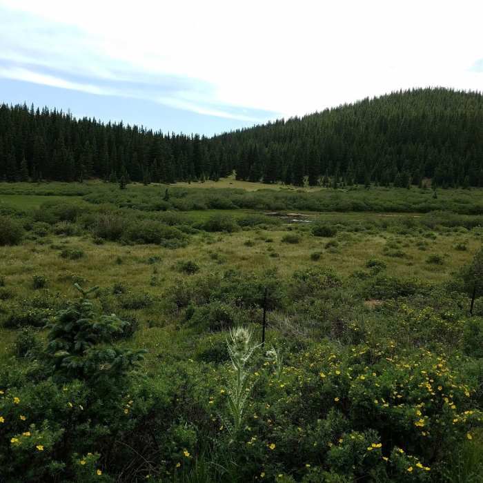 Deer Park off FSR 379 Near Almagre Mountain South via FSR 379