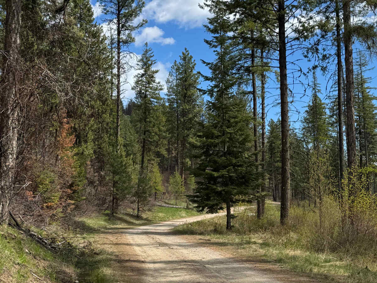 Nancy Creek Road photo 2