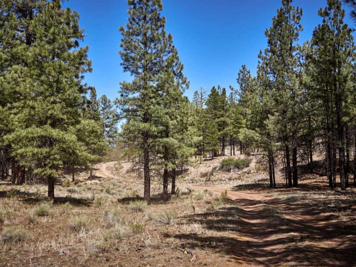 Forest Road 2619 photo 6