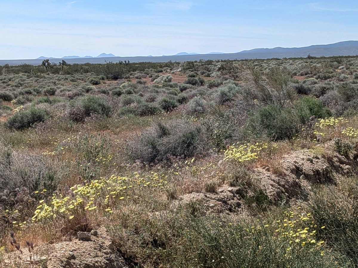 BLM LA2 Sage Canyon South photo 5