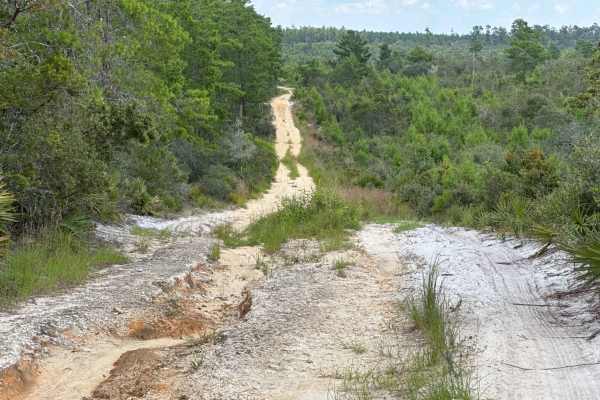 Ocala National Forest Road 33-9.41