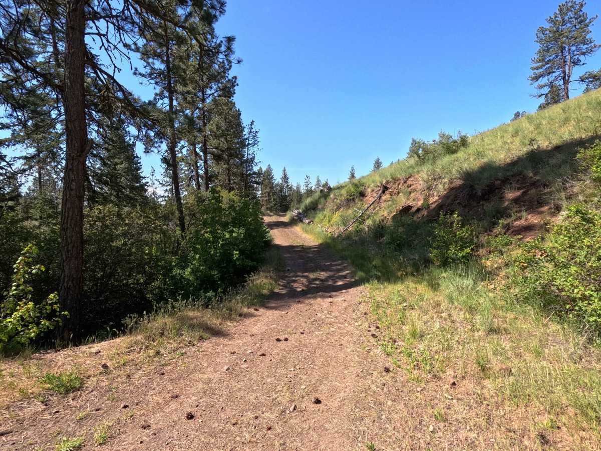Rock Pit Road - Trail 215 photo 6