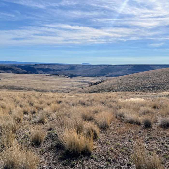 Near Pole Creek Road to Little West Owyhee Near Pole Creek Road to Little West Owyhee