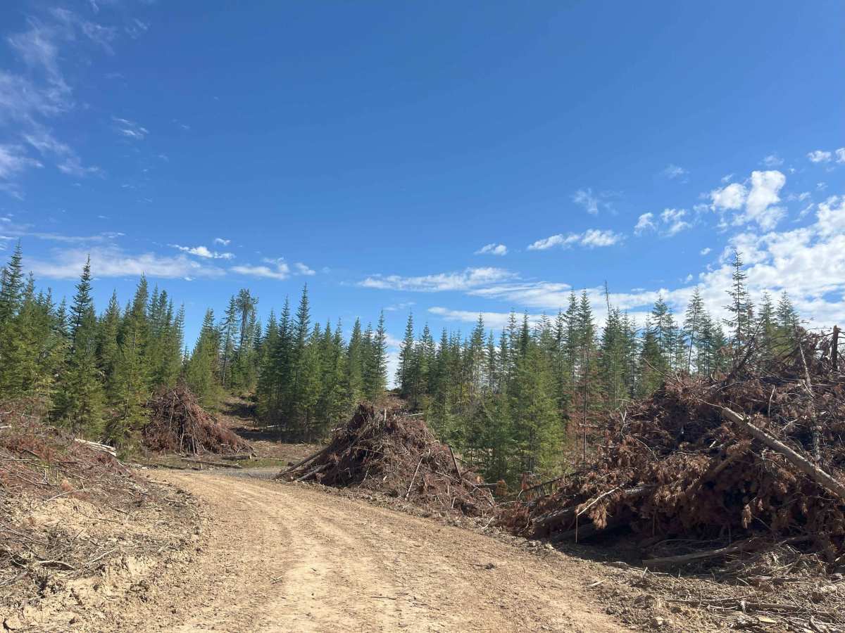 New Logging Road photo 6
