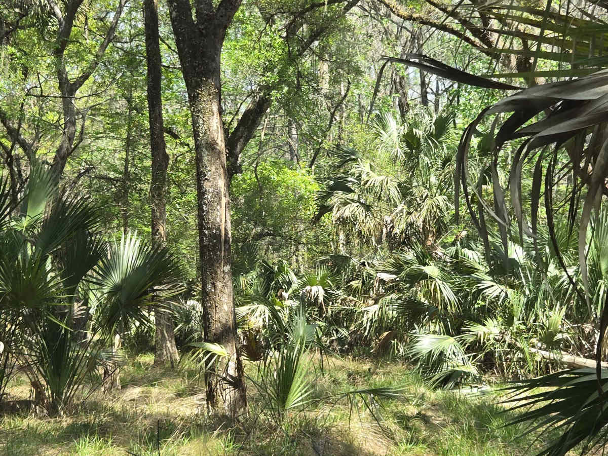 Lochloosa Swamp Trail photo 5
