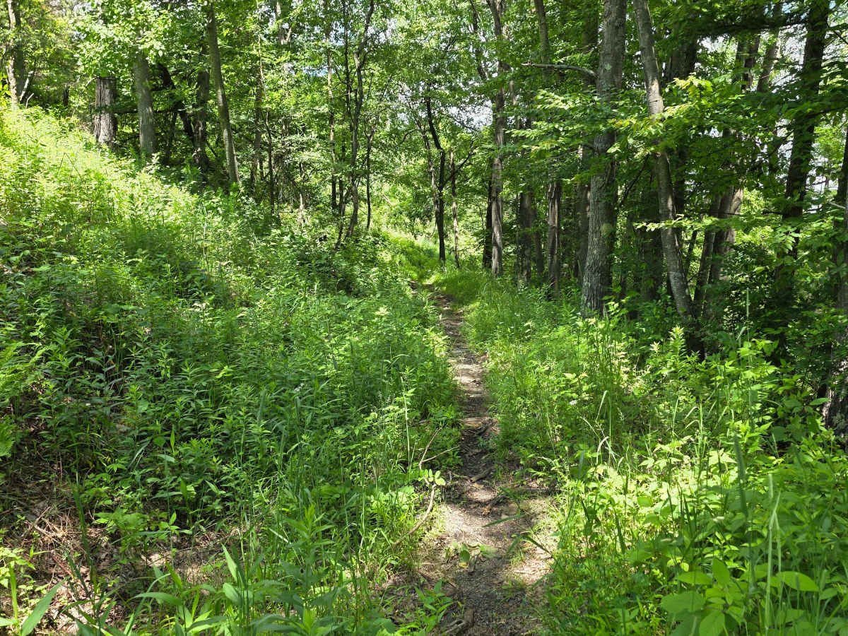 Single Track HH photo 3