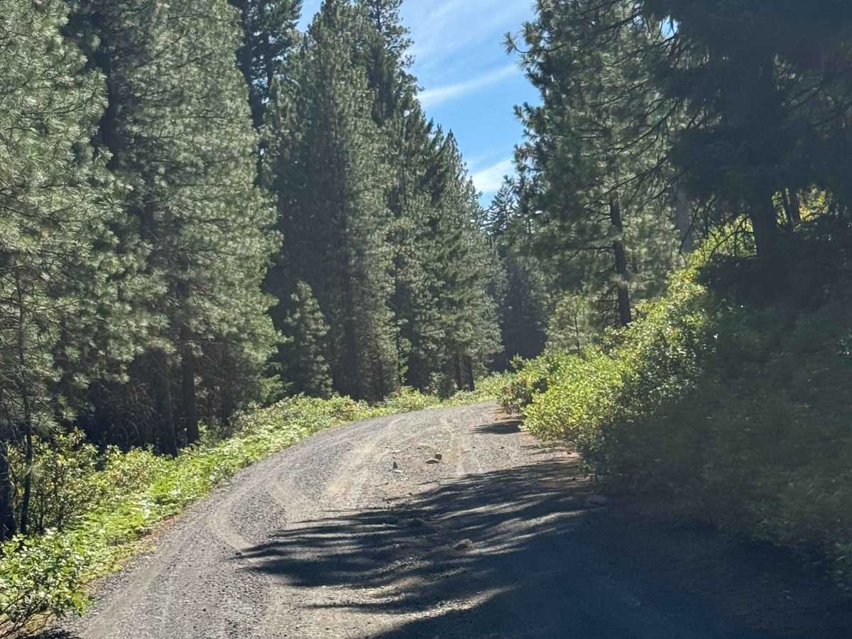 Suttle Lake South - FS 2066 photo 5