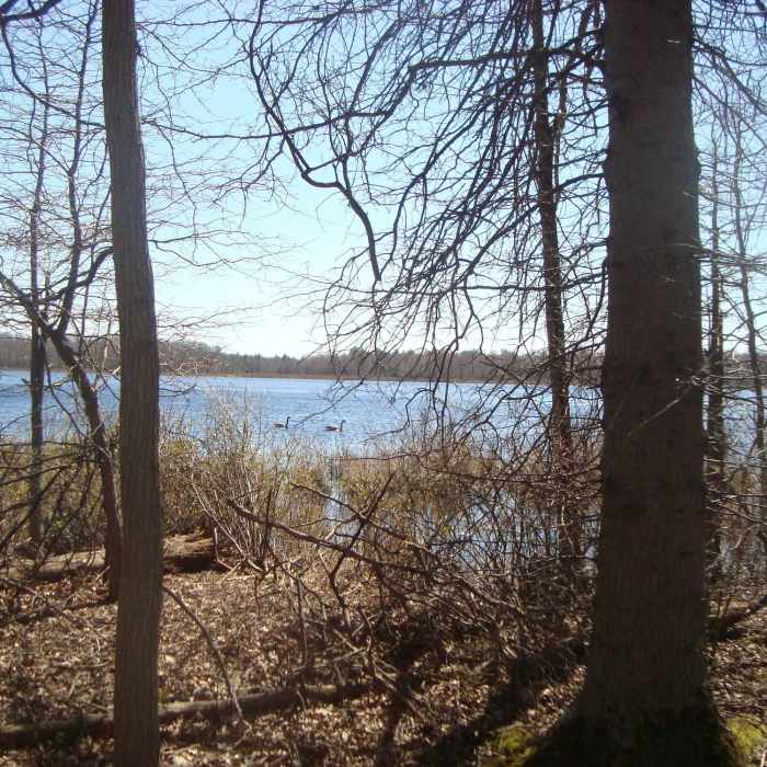 Late April viewing between the trees at Crooked Lake at a pair of Canada Geese. Near Crooked Lake Loop Trail