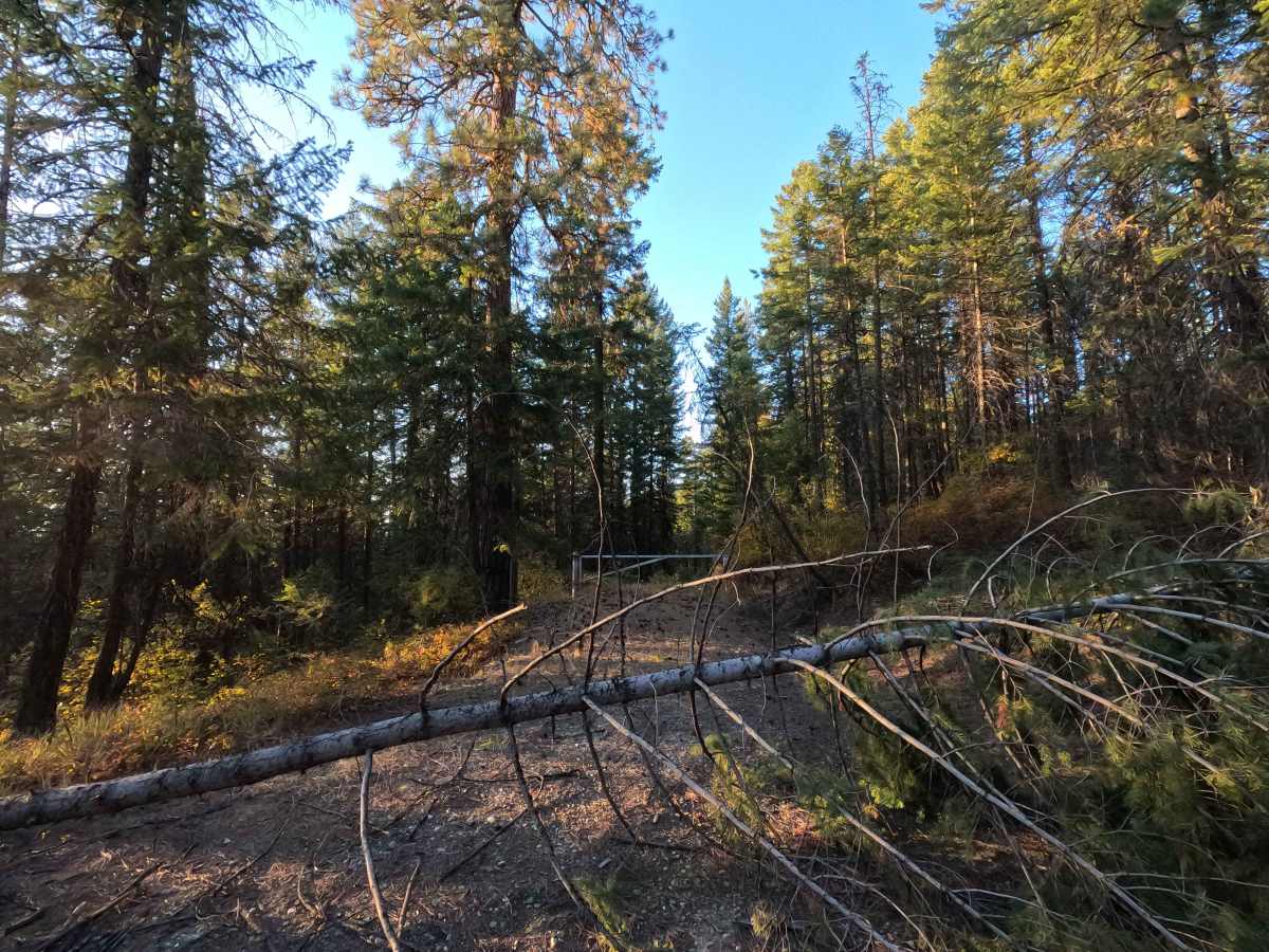 Drummond Creek - FS 9545 photo 6
