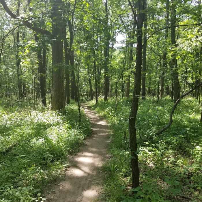 Following a nice ribbon of singletrack on the Purple Trail. Near Palos West Side Tour