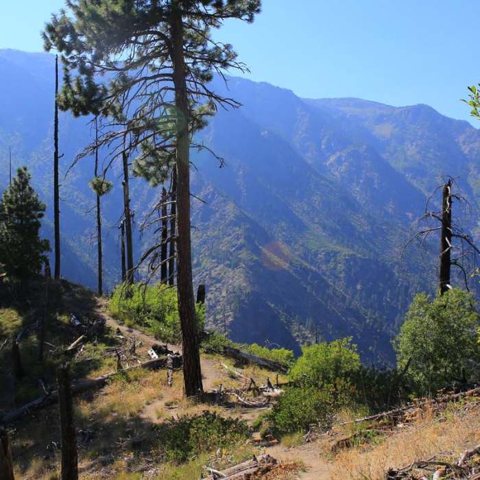 Near Icicle Ridge Viewpoint Out-and-Back