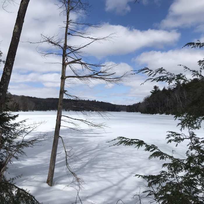 Near Shaver Pond Trail