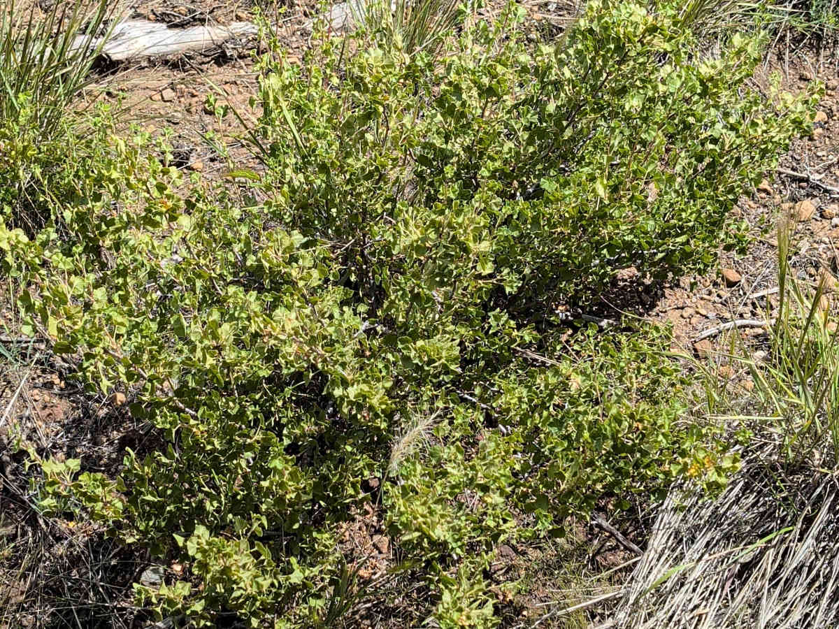 Pumice Stone - FS 43N01 photo 4