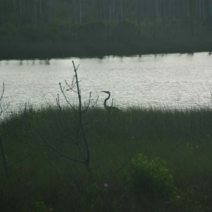 Near Gator Lake Trail