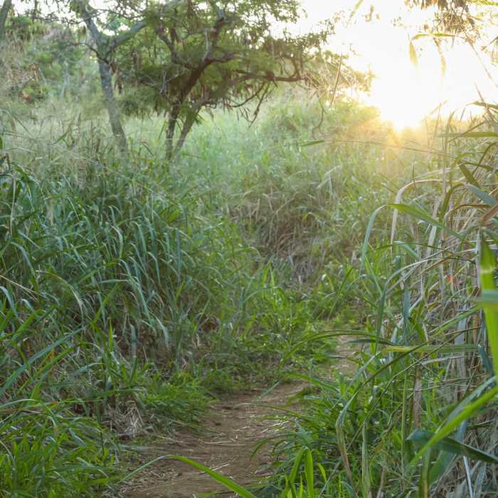 Near Captain Cook Monument Trail Near Captain Cook Monument Trail