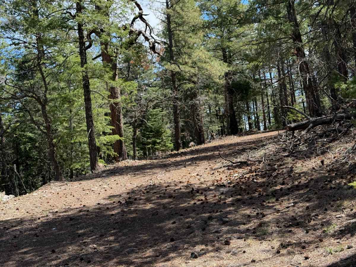 Top Tank Trail #5  photo 6