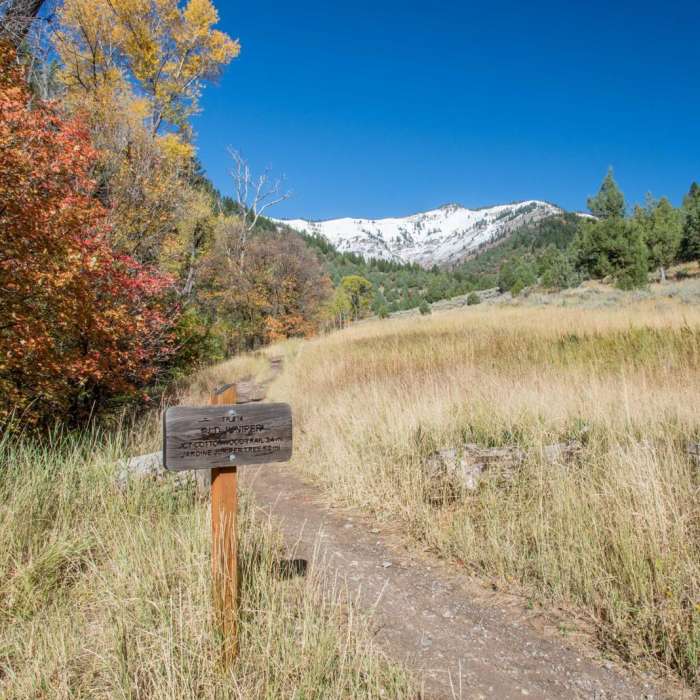 Near Old Jardine Juniper from Wood Camp
